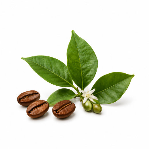 Cafeína de origen vegetal