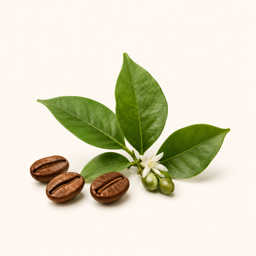 Cafeína de origen vegetal